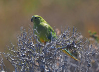 South West National Park - Melaleuca